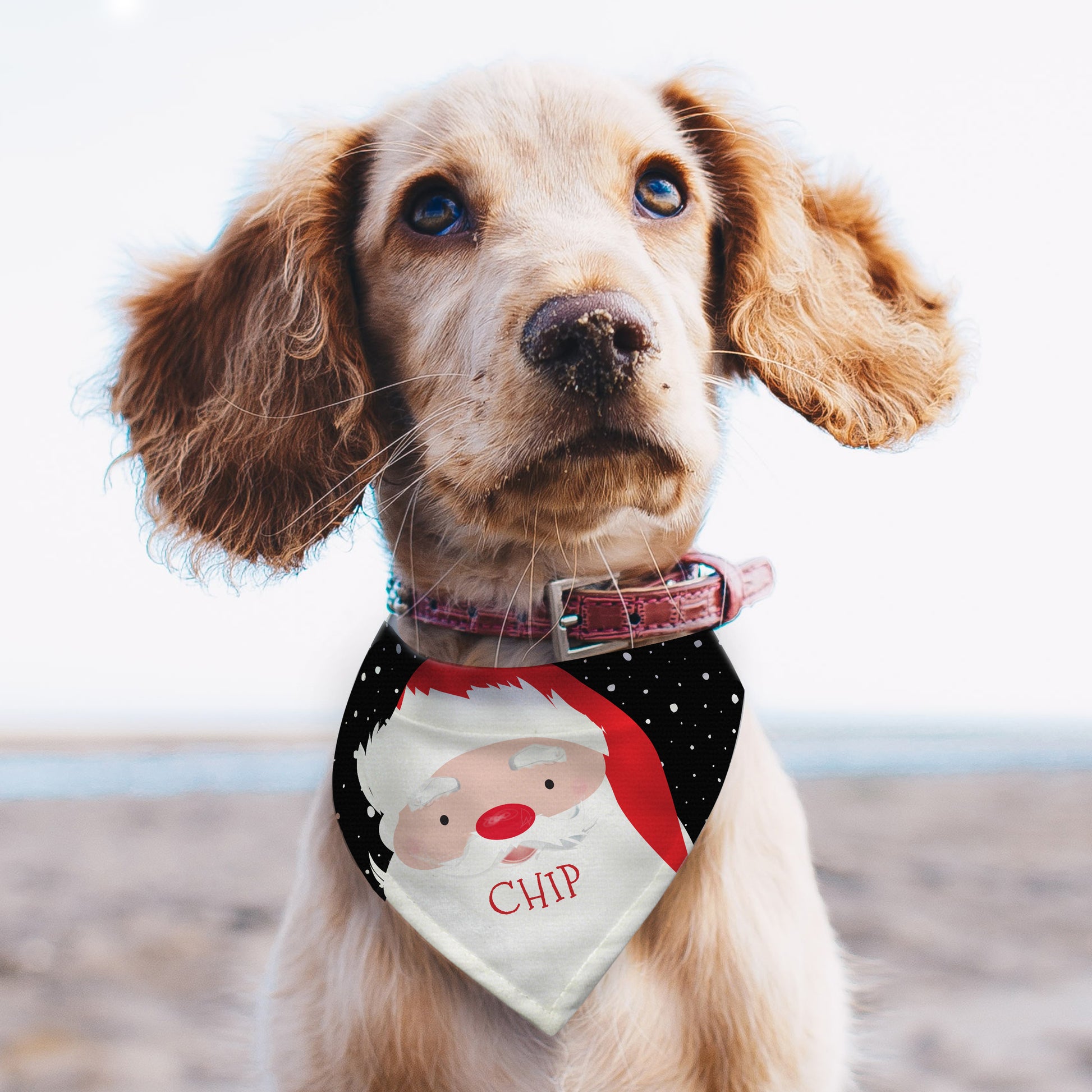 Santa dog bandana, personalised - Lilybet loves
